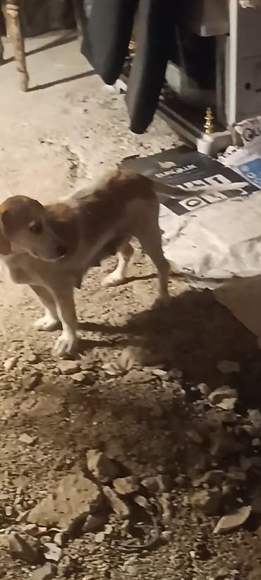 layka iti qiymeti: Salam iki ədəd zvanok balası satılır. Ağ qara olan dişidir qəhvəyi — 8
