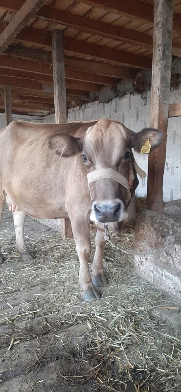 быки герефорд: Продаю | Корова (самка) | Швицкая, Джерсейская | Для молока | Искусственник
