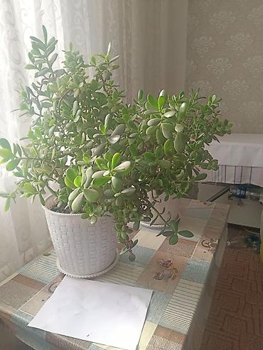 плетеная: Толстянка (денежное дерево) в декоративном горшке. - Пышная крона с — 1
