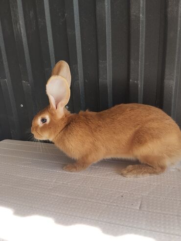 сколько стоит кролик домашний: 🐇 Продаётся кролик ✅ Порода: Бургундский ✅ Пол: самка ✅ Возраст: 5