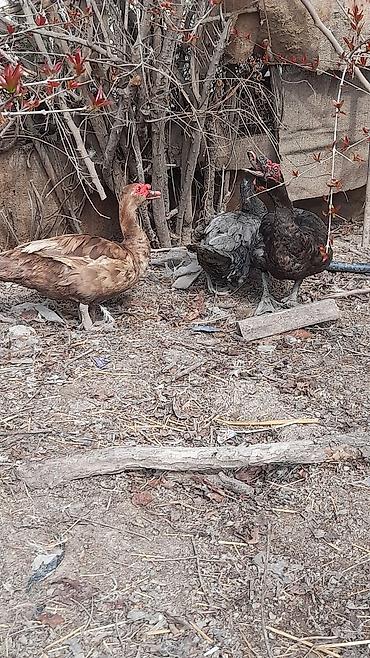 heyvanlar quslar: Şəkildəki lal ördəklər satılır 3 erkey 4 dişi Erkeylər 40 azn Dişilər — 4