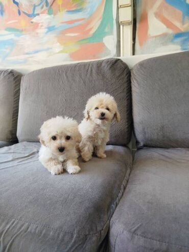 Psi: Bišon pudla štenci Štenci bi-pu, kombinacija bišon-pudla, stari 2 — 10