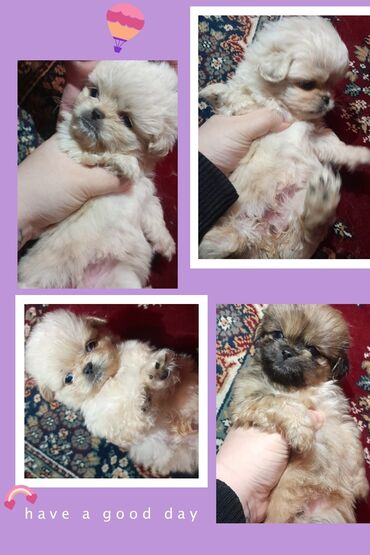 it davalari: Pekines, 1 ay, Erkek, Ünvandan götürmə, Ödənişli çatdırılma