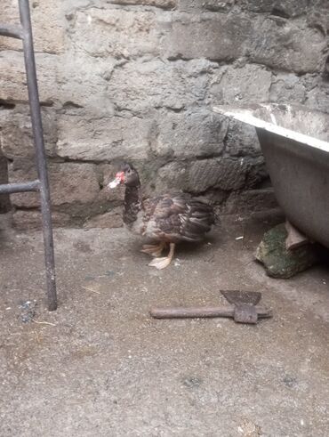 Digər quşlar: Salam. 4 ədəd erkək lal ördək satılır. 4 aylıq iri quşlardır. Düzdü — 4