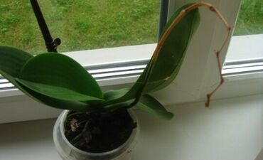 где купить комнатные растения: Куплю орхидеи которые отцвели