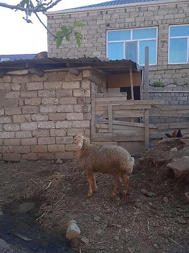 qefes type 0 per page 40: 14 15 klo əti var qurban kəsməyə yarayır — 2