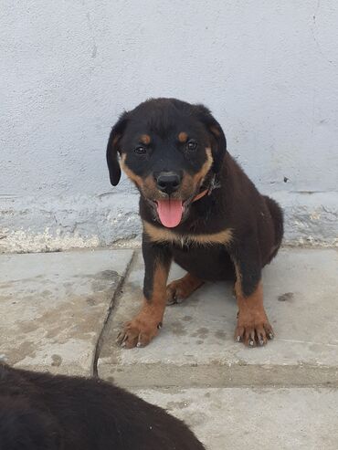 передержка кошек баку: Ротвейлер, 3 месяца, Самка, С прививками, Самовывоз