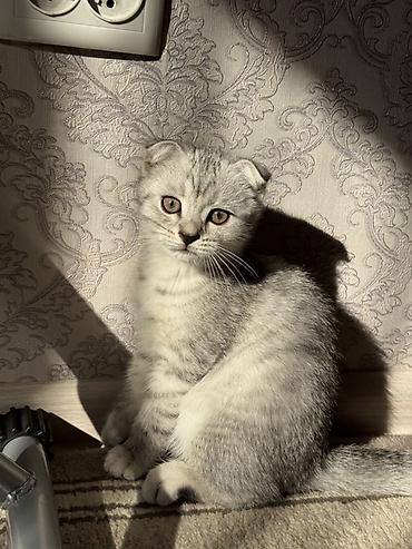 американская короткошёрстная кошка купить: Шотландский вислоухий котёнок (Scottish Fold) - Окрас: серебристый — 1