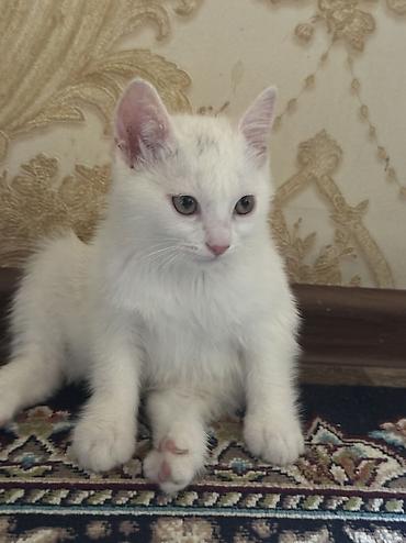 коты белый: Белоснежный котёнок с загнутыми ушками - Окрас: полностью белый — 9