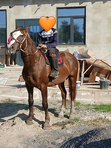 Продам с/х животных: Продаю | Конь (самец) | Для разведения | Осеменитель — 1