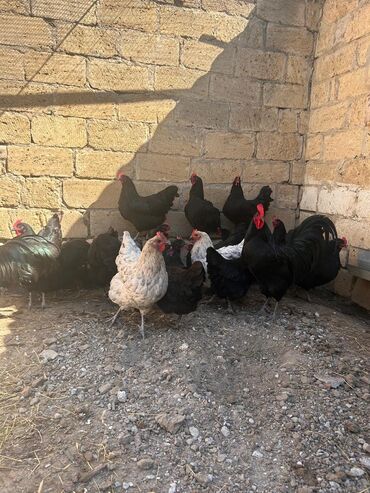 cins inekler: Toyuq, Australorp, Damazlıq, Ünvandan götürmə