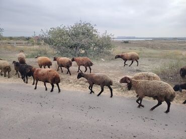 Qoyunlar, qoçlar: Qala cinsi qoyunlar razılaşma yolu ilə — 2