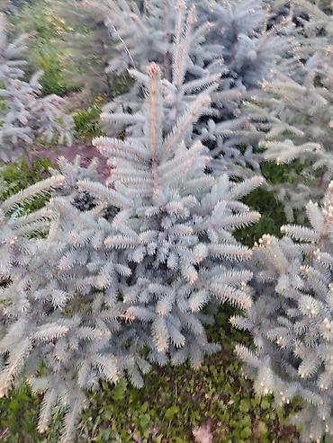 Берёза: Саженцы Платная доставка — 17