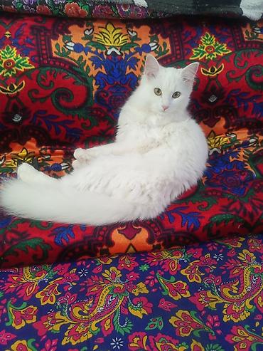 лысый кот: Белоснежный длинношерстный кот - Порода/тип: домашний длинношерстный — 1