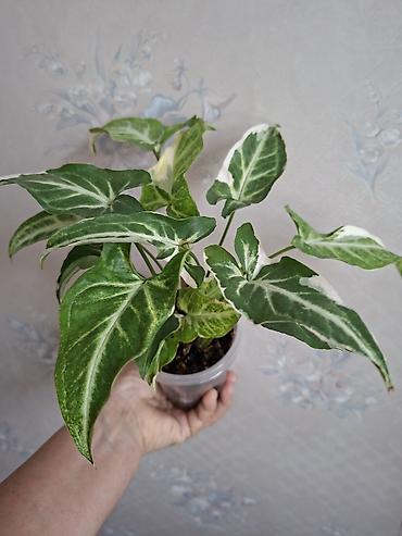 Сингониумы: Коллекция комнатных растений — подборка декоративно-лиственных — 45