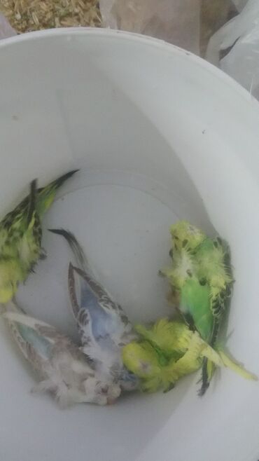 Tutuquşları: Yaponiclər və yaponicdən dömmələr — 4