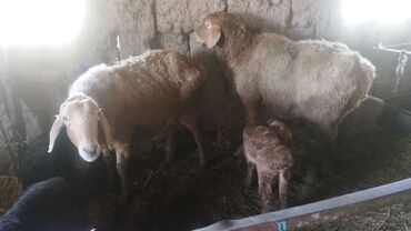 Бараны, овцы: Продаю | Баран (самец) | Для разведения | Матка