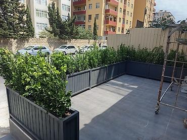 bitki satışı: Taxtalar ile ev, bağ, restoran, ofis, otel ve s. məkanlarınızın müasir — 3