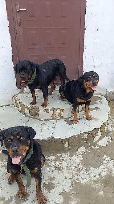 İtlər: Rotveyler, 2 ay, Erkək, Peyvəndli, Ünvandan götürmə — 18