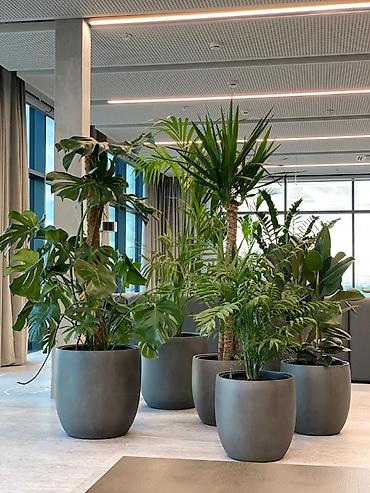 plants: ✨ Стиль Вашего Офиса/Дома/Террасы начинается с Роскошных Деталей ✨ 👉 — 3
