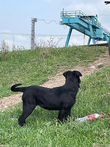 Отдам даром собаку: Собака даром: 3 месяца, Самка — 10