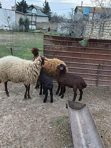 K/t heyvanları və malları: Salam 2 dene Ana baladi. Qirmizi qoyun 1 ci qarnidi disi balaynan .Ag — 5