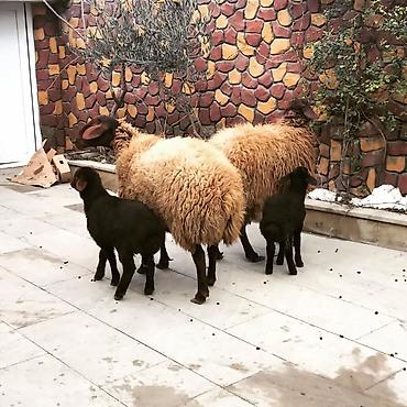 Qoyunlar, qoçlar: Qoyun və quzu dəsti - Növ: Yerli ətlik/yunlu qoyunlar - Tərkib: 2 ana — 3