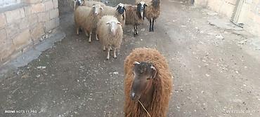 Qoyunlar, qoçlar: Satışda: qoyun sürüsü - Növ: yerli merinos qoyunlar (quzu və ana — 2