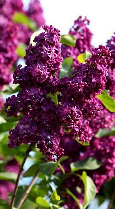 Сирень: Фото1-3 Сирень махровая на срез для букетов, с потрясающим ароматом — 1