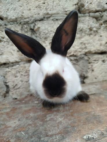 Dovşanlar: Kalfor dovsanlar temiz qan — 17