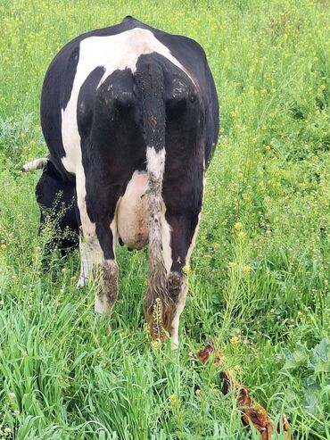 хорошая корова: Продаю | Корова (самка) | Голштин, Алатауская | Для молока