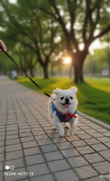 it internet: Pekines it satılır 7 aylıq, əlaqə 0777541474
