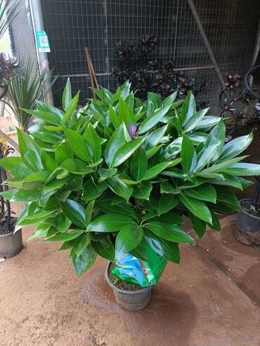 Другие комнатные растения: Предлагаются различные комнатные растения в горшках. В наличии кротоны — 17