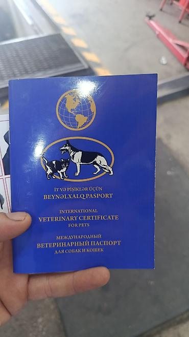 cane corso yavru: Kane-Korso, 2 ay, Erkək, Peyvəndli — 5