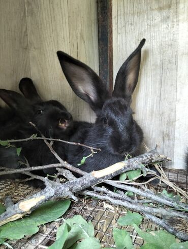 Коровы, быки: 🐰 Satılır – Sağlam və İri Dovşanlar 🐰 ✅ Yaş: 45günlük ✅ Çəkisi