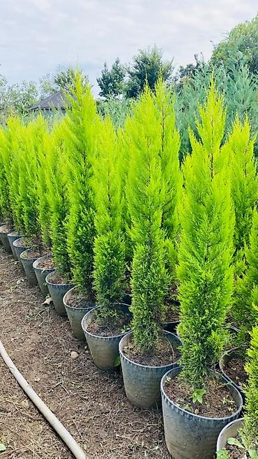 Şitillər: Qızılı tuya (Thuja occidentalis ‘Smaragd/Golden’ tipli) fidanları – — 3