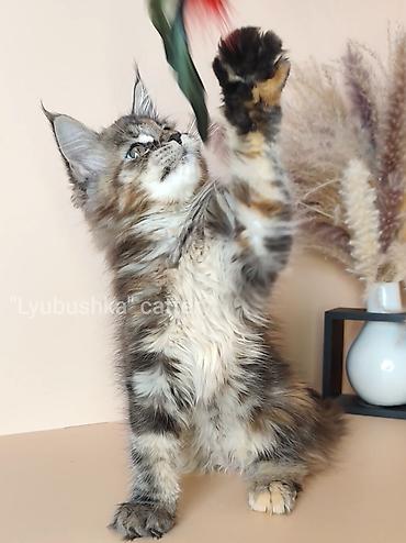 Продажа кошек: Мейн-кун, 2 месяца, Девочка, Черепаховый, Приучена к лотку, Проглистована, С документами at lalafo.kg — 1 Продажа кошек: Мейн-кун, 2 месяца, Девочка, Черепаховый, Приучена к лотку, Проглистована, С документами — 1