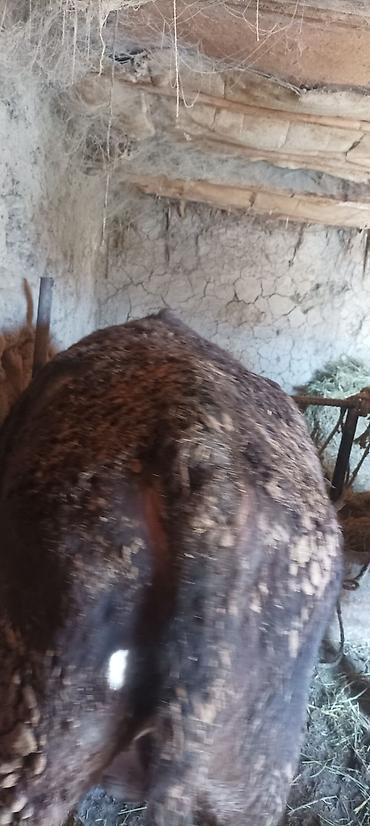 Коровы, быки: Продаю | Бык (самец) | На откорм | Привязанные — 1