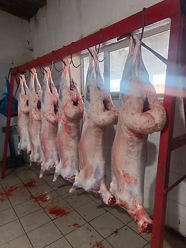 продам мясо: Касапчылык баардык кызматтарды жазайбыз - Цельная тушка молодого — 8