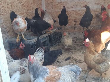 Куры, петухи: Продаю | Куры, Петух | Домашняя | На забой, Для разведения, Несушки — 8