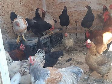 Куры, петухи: Продаю | Петух, Куры | Домашняя | На забой, Для разведения, Несушки — 11