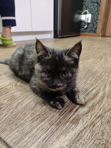 Отдам даром кошку: КОШКИ И КОТЯТА У НАС ПРИЮТ любой окрас есть можете выбрать у нас — 8