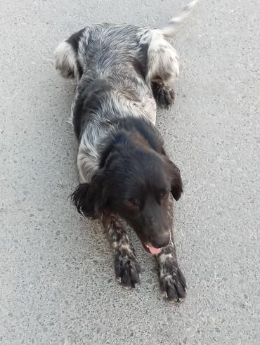 gergedan bocegi qiymeti: Akita-inu, 1 ay, Dişi, Cütləşmə üçün, Ödənişli çatdırılma