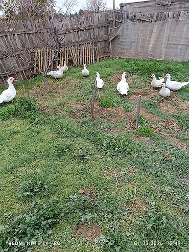 Ördəklər: Dişi, | Lal ördək, Damazlıq, Ünvandan götürmə, Ödənişli çatdırılma — 1