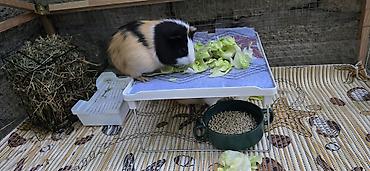 heyvan yemi: Dovşancıq/qravçik (guinea pig) üçün tam avadanlıqlı qəfəs dəsti — 3