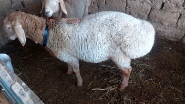 шпицы бишкек: Сатам | Козу | Арашан | Көбөйтүү үчүн