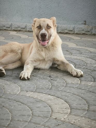 kangal itleri: Alabay, 5 ay, Erkek, Peyvəndli, Ünvandan götürmə