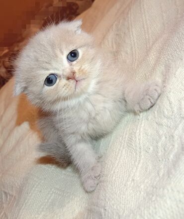 Pişiklər: Britan yastı qulaq, Erkək, Dişi, Yaxşı əllərə, Ünvandan götürmə, Pulsuz çatdırılma, Ödənişli çatdırılma — 27