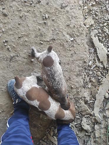 İtlər: 2 ay, Peyvəndli, Ünvandan götürmə, Ödənişli çatdırılma — 9