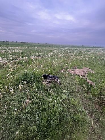 Продажа собак: Кокер-спаниель, 1 год, Самка, С прививкой — 4